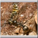 Formica -Serviformica- cf fusca - Dunkle Sklavenameise 01 9mm - mit Dasysyrphus-Schwebfliege.jpg